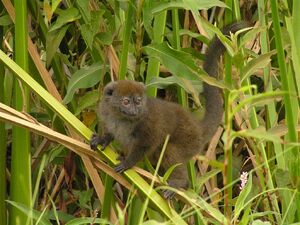 Lac Alaotra bamboo lemur