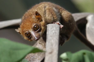 Claire's mouse lemur