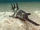 Sawfish