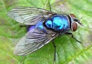 Blue bottle fly