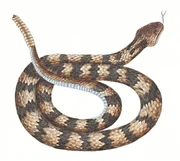 Diamondback-snake-clipart-8