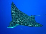 Spotted eagle ray