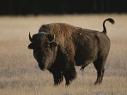 There's Another Bison.