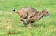 A running bobcat.