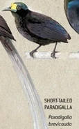 A Short-Tailed Paradigalla.