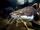 Catfish