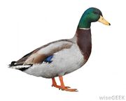 Duck-06