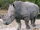 White Rhinoceros