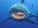 Great White Shark