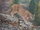 Mountain Lion