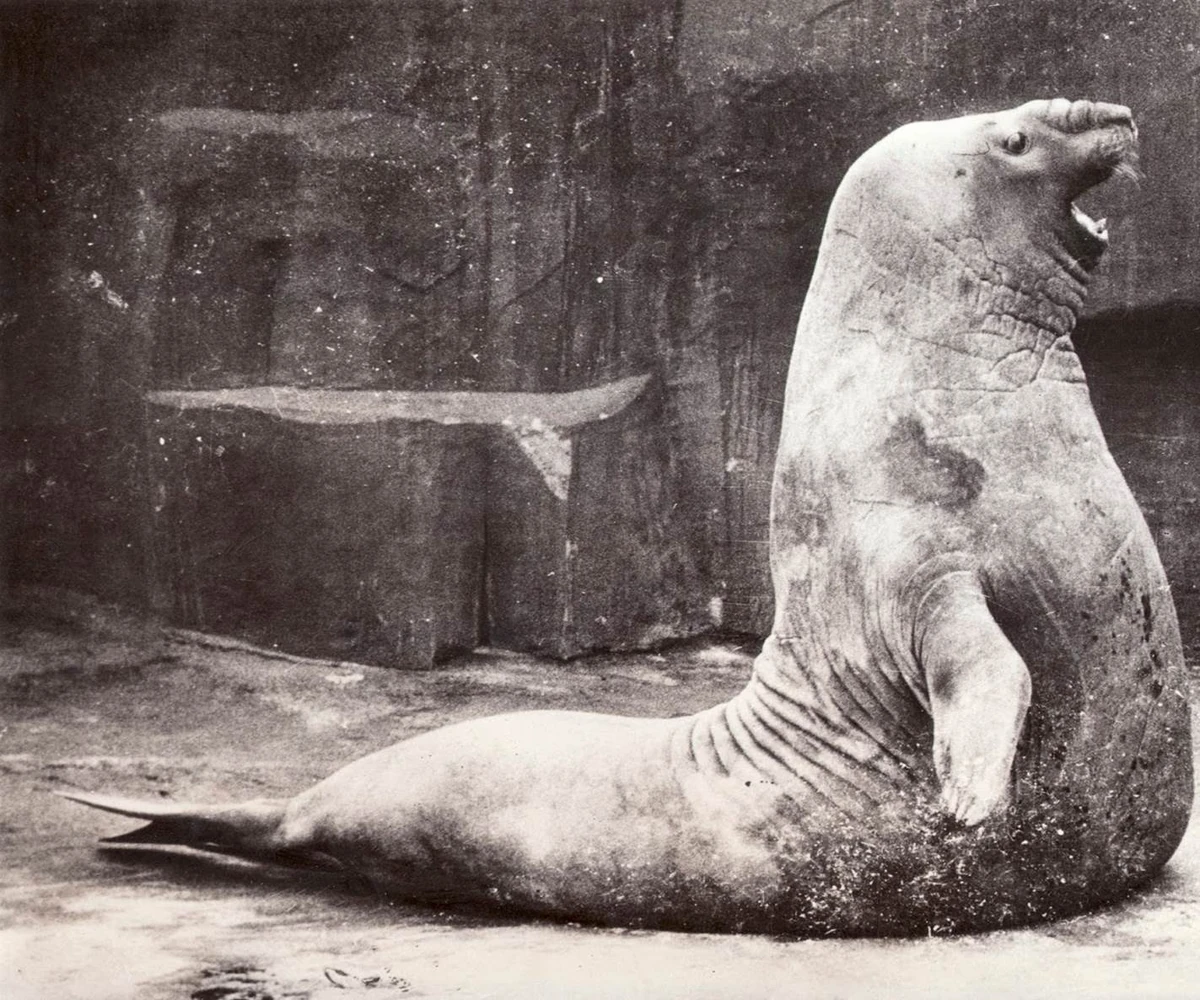 Elephant Seal Beast Wars Transformers Wiki Fandom