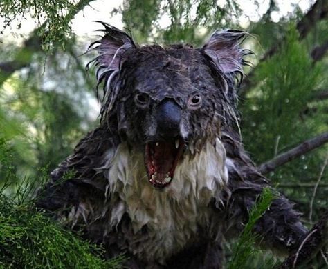 Drop Bear | Beast Wars Transformers Wiki | Fandom Drop Bear | Beast Wars Transformers Wiki | Fandom