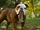 English Bulldog