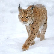 A Bobcat walking in the snow.