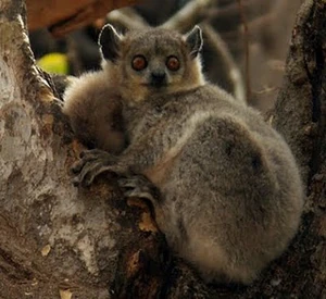 A Bemaraha Woolly lemur.