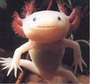 An Axolotl.