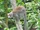 Crowned lemur