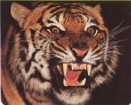 A Bengal Tiger roaring.