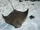 Cownose ray