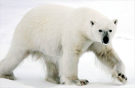 Polar Bear | Beast Wars Transformers Wiki | Fandom