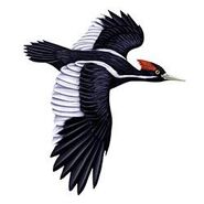 Ivory-Billed Woodpecker Flying.