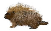 Porcupine color