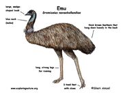 Emu diagram