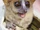 Danfoss' mouse lemur