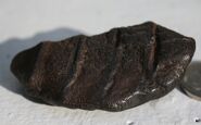 A Fossil of a Paramobula