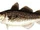 Codfish