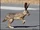 Jackrabbit