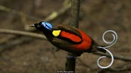 Wilson's Bird-of-Paradise.