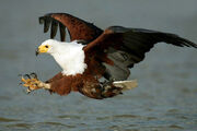 Fish eagle addo