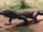 Komodo Dragon