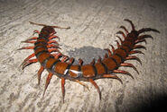 An Amazonian Giant Centipede