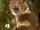 Small-toothed sportive lemur