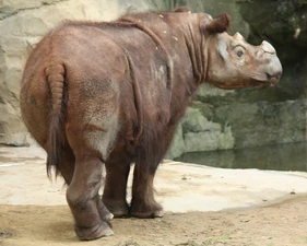 A Sumatran Rhinoceros.