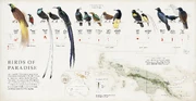 Birds of Paradise.
