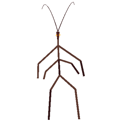 Как нарисовать палочника