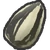 Sunflower Seed