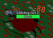 An example of a Collapsed Ladybug