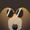 Sun Bear Face