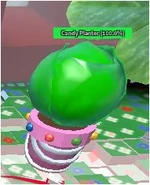 CandyplanterFull.jpg (19 KB) A fully grown Candy Planter.