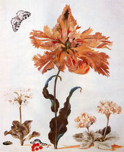 Merian5.jpg