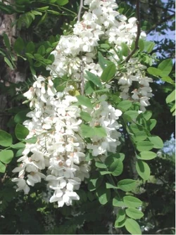 Robinia (Robinia pseudoacacia)