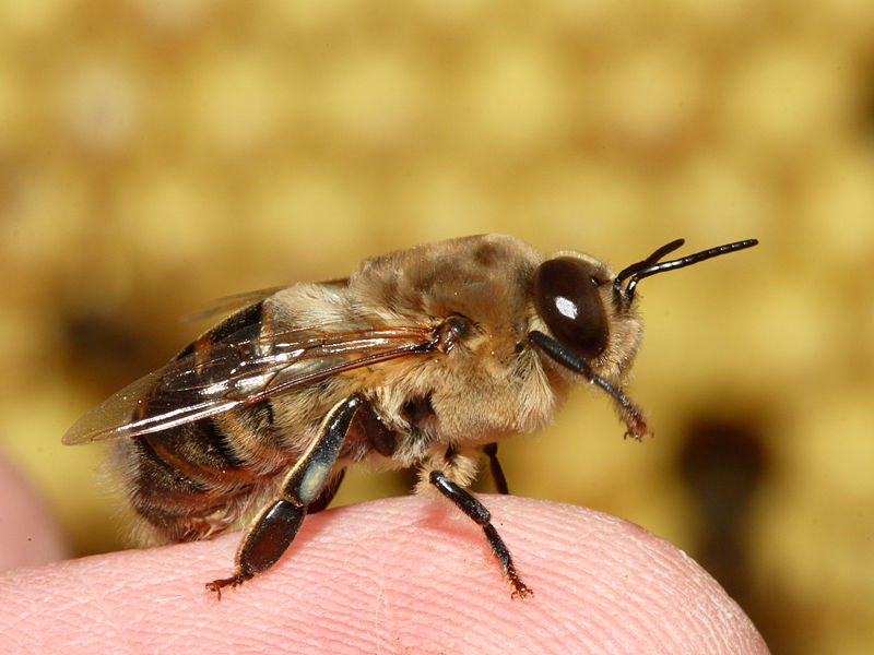 Lår Ed kapacitet Drone (bee) | Beekeeping Wiki | Fandom