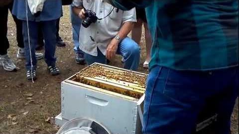 Beekeeping Open Hive Demonstration