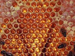 Honeycomb