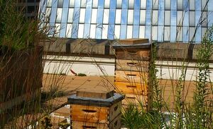 Urban beekeeping.jpg