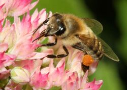 Carnica bee on sedum telephium